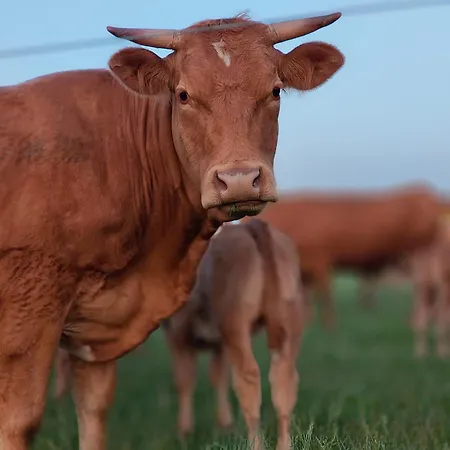 Feriehus W Szczerym Polu