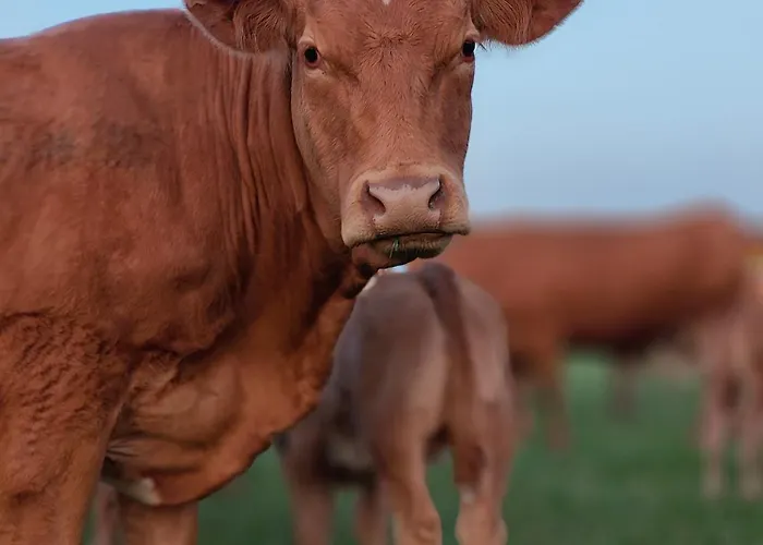 Сasa de vacaciones W Szczerym Polu